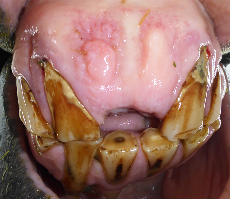Fall 2: teils bereits fehlende Schneidezähne, Zahnstein, Fisteln, Parodontitis und Entzündung des Zahnfleisch
